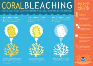 Figure 2: The following schematic describes the coral bleaching process. If the stress-caused bleaching is not severe, coral have been known to recover. However, if the algae loss is prolonged and the stress continues, coral eventually dies. Source: Oceanservice.noaa