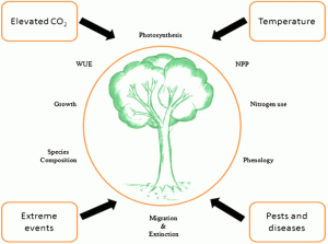Diagram illustrating some factors mentioned that are linked to climate change and their impact on several biological processes carried out in plants 