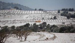 The heavy snowfall the province of Murcia in Spain experienced this winter ruining many crops.