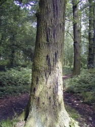 Acute oak decline Symptom: Profuse stem bleeding (Forestry Commission, 20170. 