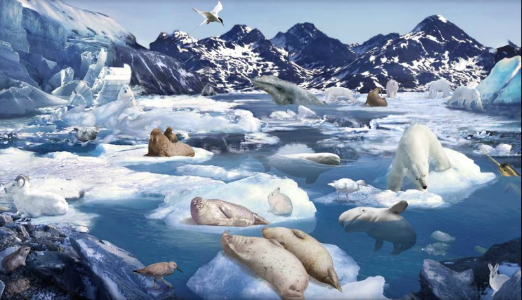 Artists impression of the Arctic ecosystem and ultimately the organisms at risk from climate change (Image: Oceans North, The Pew Charitable Trust)