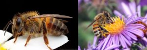 Left: Africanized Honey bee - Right: European Honey Bee