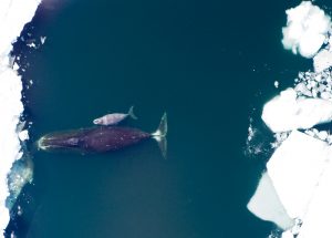 Bowhead Whales calve under the protection of the sea ice. (Image: Department of Fisheries and Oceans Canada)