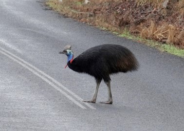 “Why did the cassowary cross the road? To disperse seeds.” Cassowaries are important for seed dispersal in the rainforests of New Guinea, but could be threatened due to fragmentation of their habitats. Source: Roberts, 2016
