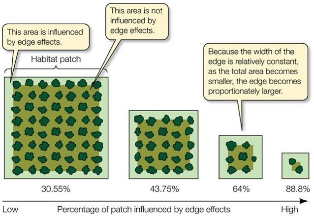 As forests become increasingly fragmented, their exposure to edge effects also increases. Source: www.summitlearning.org
