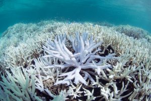 exclusive-coral-bleaching-in-new-caledonia2-1120x747