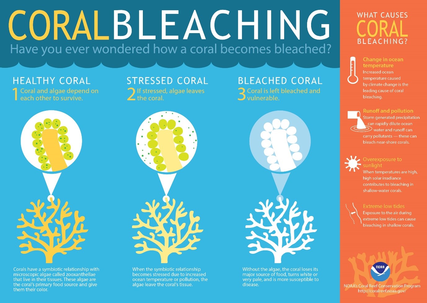 Figure 5. Infographic explaining coral bleaching and its causes, source: http://oceanservice.noaa.gov/facts/coralbleaching-large.jpg