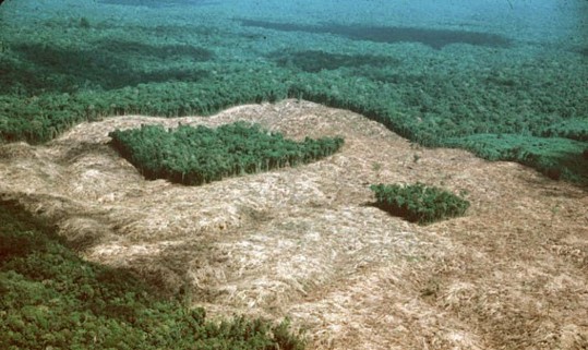 Deforestation leads to isolated fragments of rainforests. Source: Bierregaard, 2016