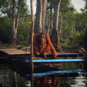 Flanged Male Orangutan in Tanjung Putting National Park, Kalimantan (Campbell-Black, 2016) 