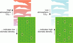 Stomatal density will decline as CO2 levels rise. Photo credit - University of California Museum of Paleontology's Understanding Evolution (http://evolution.berkeley.edu).