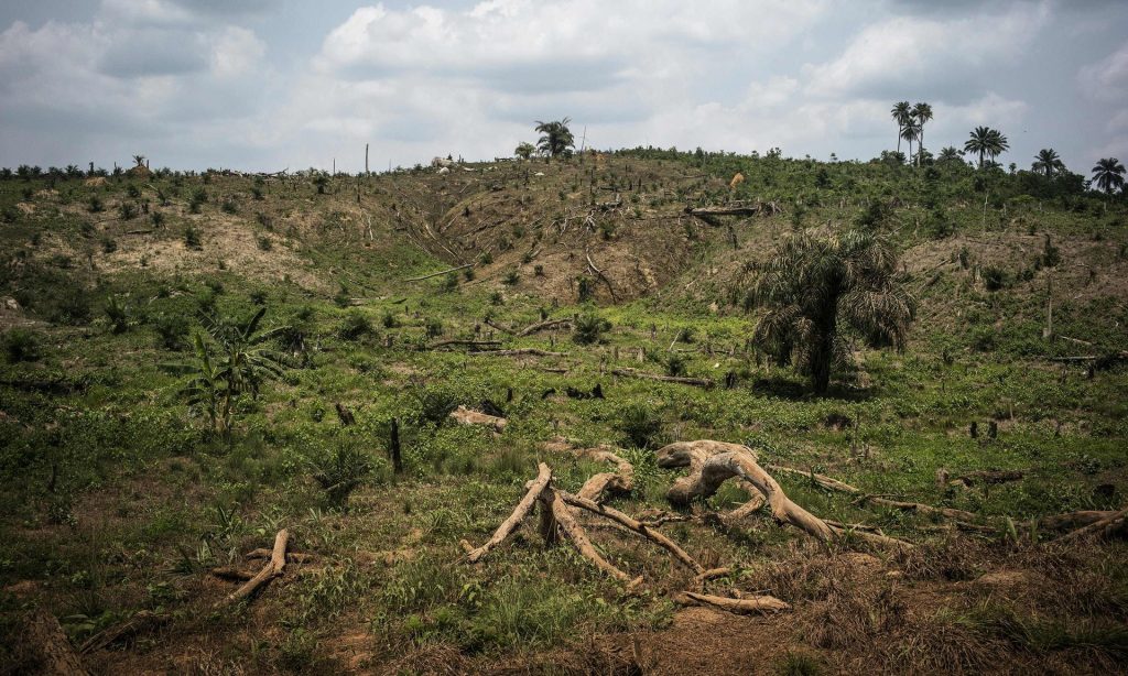 Figure 1: Destruction of plant habitat from palm oil production.