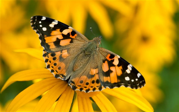 painted-lady