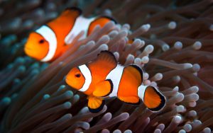 Figure 6. Clown fish keep their fronds close but their anemones closer. Source: cargocollective.com
