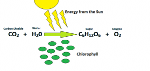The equation for photosynthesis, showing how carbon dioxide and water are transformed into oxygen and sugars through the light energy from the sun hitting the chlorophyll pigments in the plants cells.