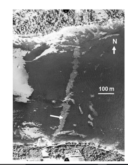 Figure 2- The Light grey shows dead seagrass and the dark grey living seagrass after the laying of a cable between two islands in the South of France (Boudouresque et al, 2009)