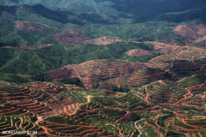 Anthropogenic disturbance in natural landscapes is one of the largest contributors to biodiversity loss. Here is the aftermath of land clearance for palm oil plantations, Borneo. Photo credit: Rhett A. Butler (2012). Available at: https://news.mongabay.com/2012/09/agriculture-causes-80-of-tropical-deforestation/