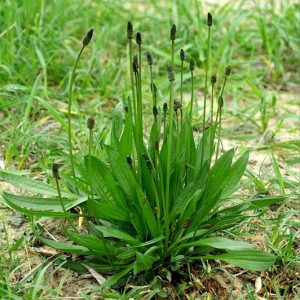 “Spring” and “non-spring” Plantago lanceolata plants from the Bossoleto natural spring in Italy. (Source: Herbalism) 
