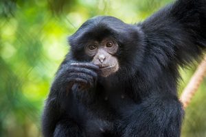 A Siamang (Hylobates syndactylus), the largest of the gibbon family that experienced population declines following severe forest fires in Sumatra. Available: http://www.houstonzoo.org/blog/see-the-siamangs-like-never-before/