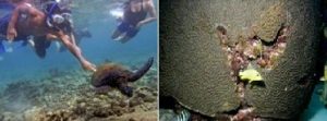 Left: Snorkeler touching native turtle (Photo: J.Bartoszec, 2010). Right: Brain coral suffering anchor damage (Photo: Z. Livnat)