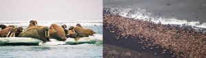 Walrus's resting on the beach instead of ice, their usual habitat, due to decreased ice stocks in the Arctic. Source: Walrus-world.com / Treehugger.com