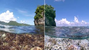 Figure 3: Drained of colour, a contrast between a reef before and after bleaching. Source: dw.com