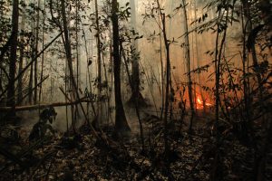 Sabangau Forest burning (Capilla, B.R. & OuTrop, 2015)