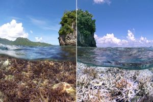 Figure 1: A coral reef before and after the occurrence of coral bleaching. Source: climate.gov