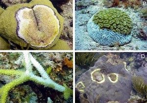 Figure 7. Common coral diseases in the Caribbean. (A) Diploria strigosa with black band disease, (B) Dichocoenia stockesii with white plague, (C) Acropora cervicornis with white band and (D) Montastraea faveolata with yellow blotch syndrome. Source: www.reefresilience.org/coral-reefs/stressors/coral-disease/disease-impacts/ 