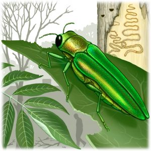 Illustration of the Emerald ash borer and the damage it can cause to ash trees (Clark, 2013).