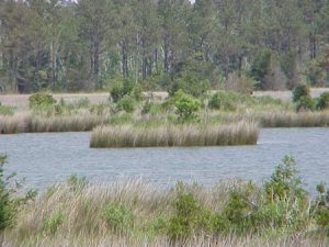 A flooded marsh being broken up due to flooding. Image from: http://www.learnnc.org/lp/editions/cede_sealevel/373