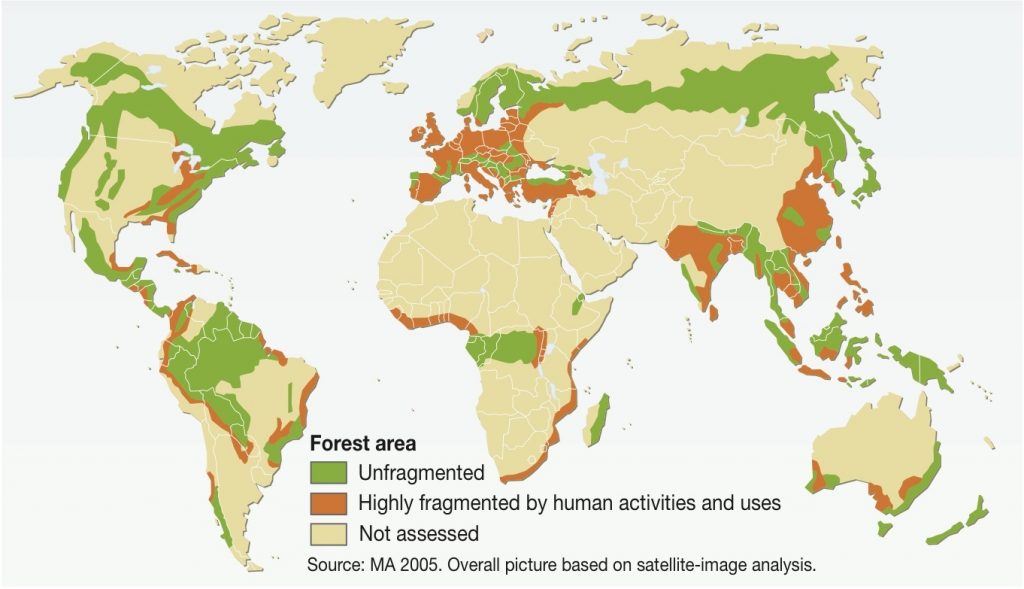 Global Forest Fragmentation is destroying our most important ecosystems.