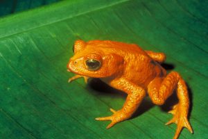 The Golden Toad: the first species extinction to be blamed on global warming triggered by human activity. The first of many? (Pounds and Crump, 1994 & Extinct Animals, 2016)