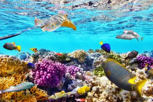 Figure 1: An image of the great barrier reef we’re all familiar with; full of colour and life. Source: Cruiseexperts.com 