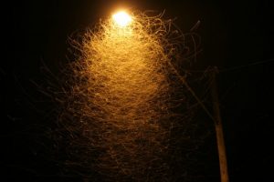 Long-exposure photograph of insects attracted to a municipal street light