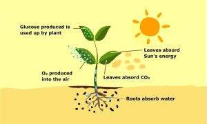 The process of Photosynthesis