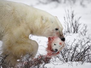 Polar bears: iconic and lovable animals or viscous cannibals? 