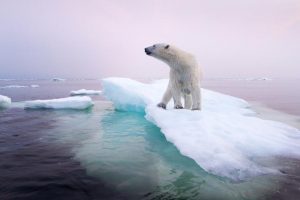 Accessing sea ice hunting grounds is becoming more and more challenging for polar bears (Dell'Amore, 2014)