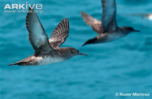 Figure 2. Balearic shearwaters in flight (Martinez)