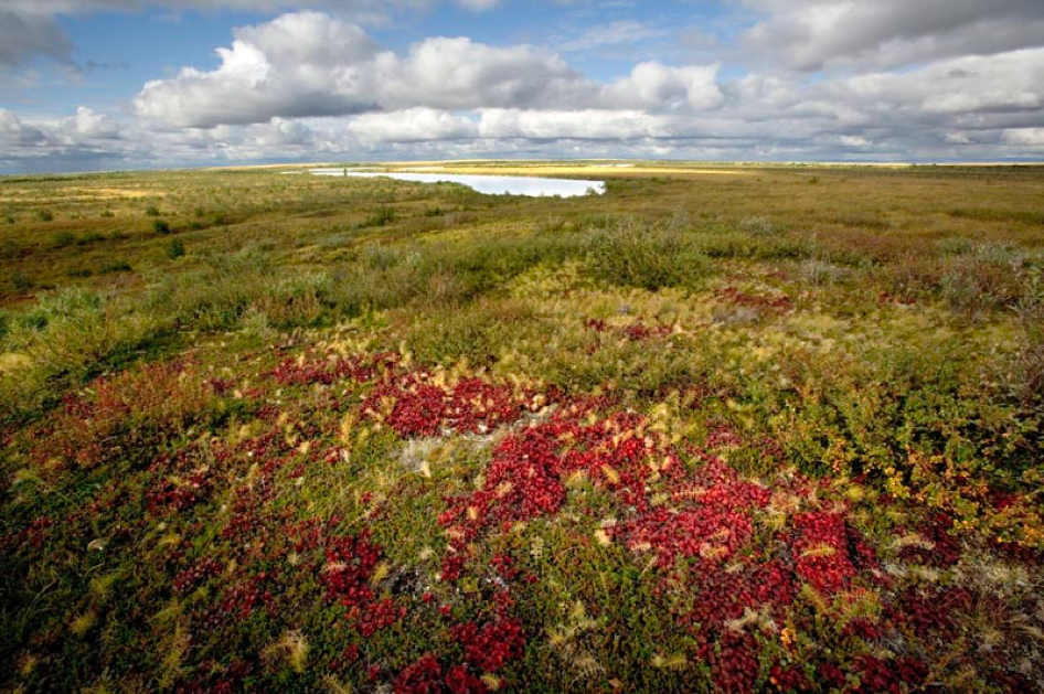 This is a typical Tundra environment during the summer period. The soil is either permanently or semi-permanently frozen and the vegetation is dominated by mosses, lichens and grasses that clump together to withstand the strong cold winds. In the winter temperatures average -34C and in the summer 3-12C (NHPTV.org, 2017). 