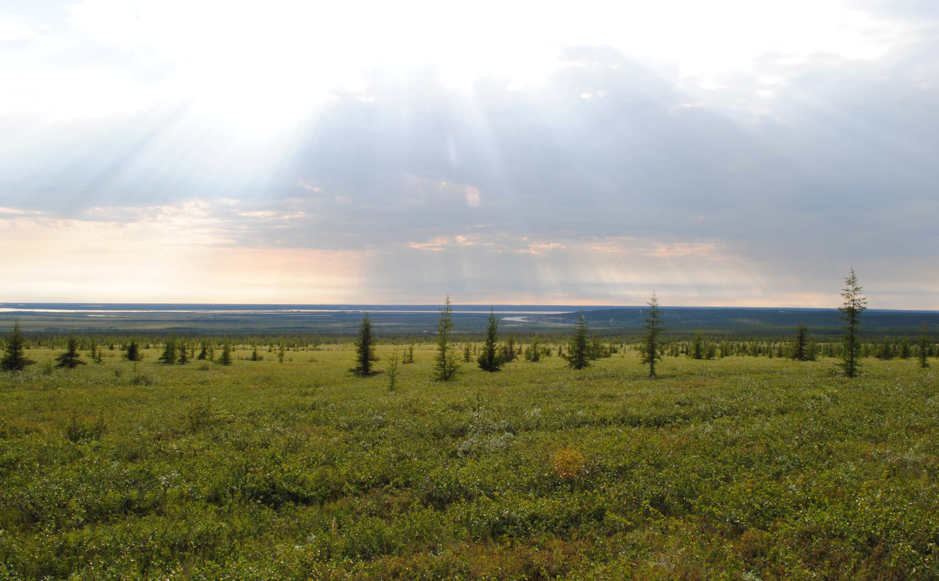 Here we can see the encroachment of the boreal forest treeline on the tundra environment. Species include Black Spruce (Picea mariana). Though the trees are sparsely located and thin, it highlights how the ecosystem is becoming more habitable to a new range of vegetation (Goldstone, 2013). 