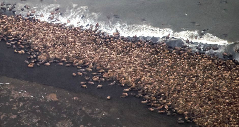 Retreating sea ice is driving thousands of Walruses towards land causing major overcrowding. There are an estimated 35,000 walruses on this beach (Photo: Corey Arrardo / NOAA/NMFS/AFSC/NMML)