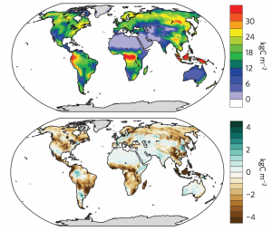 Figure 1. Modelling of changes in mean terrestrial carbon storage from an initial record 1860-1869 (top) to the 2100 projection with limited nitrogen and phosphorus (bottom). Source: Wieder et al. (2015)