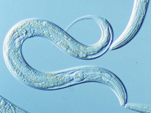 c-elegans-e1496918121658-1