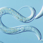 C. elegans Project Lessons