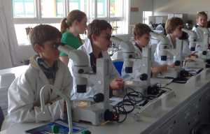Pupils Identify the plankton samples they have collected from Southampton Water. 