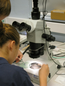 Pupils use high power light microscopes to view the ballistics evidence