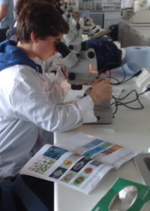 Pupils identify the plankton they have collected from Southampton Water. 